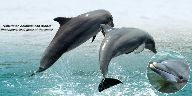 Dolphin Physiology - Dolphin Research Center