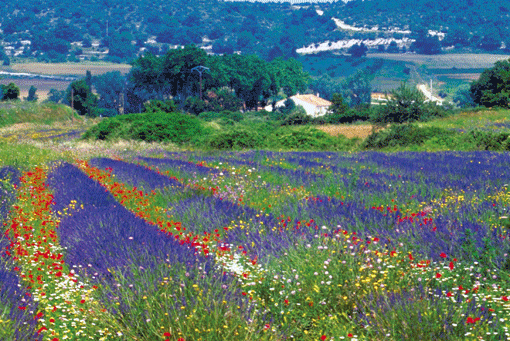 Provence